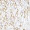 //inrorwxhrkjnll5q-static.micyjz.com/cloud/ljBpjKnjlkSRqippojkiiq/0ca5770f2df8ff340f7d9d505109b1a1-60-60.jpg